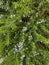 Creeping rosemary in flower viewed from above. Vertical.