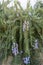 Creeping Rosemary, Rosmarinus officinalis Prostratus Corsican blue, flowering plants