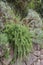 Creeping Rosemary Rosmarinus officinalis Prostratus Corsican blue, in a garden