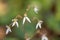 Creeping Saxifrage, Saxifraga stolonifera, close-up flower