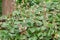 Creeping Saxifrage, Saxifraga stolonifera, flowering plants