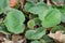 Creeping Saxifrage, Saxifraga stolonifera, plant in natural habitat