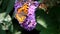 Creeping small tortoiseshell over pink Buddleja flower