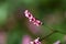 Creeping smartweed Persicaria longiseta flowers.