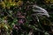 Creeping smartweed ( Persicaria longiseta ) flowers.