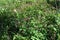 Creeping smartweed ( Persicaria longiseta ) flowers.