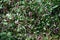 Creeping smartweed ( Persicaria longiseta ) flowers.