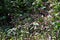 Creeping smartweed ( Persicaria longiseta ) flowers.