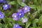 Creeping speedwell, Veronica peduncularis