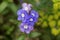 Creeping speedwell, Veronica peduncularis