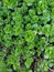 Creeping stonecrop plants