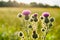 Creeping Thistle blooming in summer, Cirsium arvense