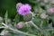 Creeping thistle, Canada thistle, California thistle, Cirsium arvense