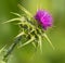 Creeping Thistle in flower