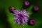 Creeping Thistle Macro, in Bedfordshire