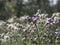 Creeping thistles, Cirsium arvense, blooming on a field