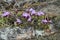 Creeping thyme, Thymus serpyllum in sandy environment