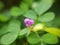 Creeping tick trefoil flower in blurred background - stock image