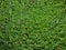 creeping tick trefoil (Grona triflora), green leaf background