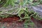 Creeping tree roots covered in moss in Cathedral Grove