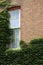 Creeping vines across old brick wall and window of home