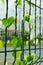 Creeping weeds on fence of stadium