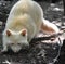 Creeping White Albino Raccoon Sniffing the Ground