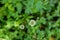 Creeping white clover flower on a green background