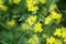 Creeping yellowcress in bloom closeup view with green background