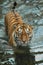 Creeps on water, a careful look. young  tiger with expressive eyes walks on the water bathes, a possible bright body of a