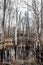 Creepy Barren Swamp Forest