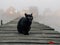 Creepy black cat at pier on foggy day