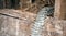 A creepy close up of a snake skin in a defocused chicken nest.