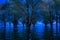 Creepy Cold Blue Danube Delta Flooded Forest