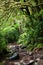 Creepy crawly woods in Jedidiah Smith Redwood Park