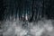 A creepy Gothic moonlit foggy woods at night. Great for horror, Gothic, Creepy, and scary projects.