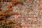 Creepy green plants with orange seeds on the left side of grungy brick wall in summer sunlight