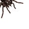 Creepy hairy Tarantula with large fangs
