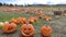 Creepy Halloween pumpkins carved in a pumpkin field