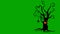 Creepy Halloween Tree Green Screen 4K Loop