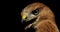 Creepy hawk is turning and looking with its beak open and tongue out, 4k