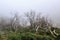 Creepy landscape showing a misty dark forest with dead white trees