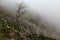 Creepy landscape showing a misty dark forest with dead white trees