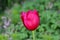 Creepy looking dark red jagged tulip flower with jagged edges on green grass and plants background