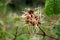 Creepy looking flower with red berries and long tentacles