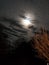 Creepy Moon with wicked trees and clouds