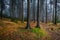 Creepy mystic forest with green grass and colorful fallen trees in Czech Moravian highland
