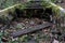 Creepy, overgrown and broken stairs