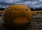 Creepy pumpkin in a pumpkin patch under a dark cloudy sky