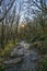 Creepy Scenic Walkway at Sunrise in Blue Ridge Mountains